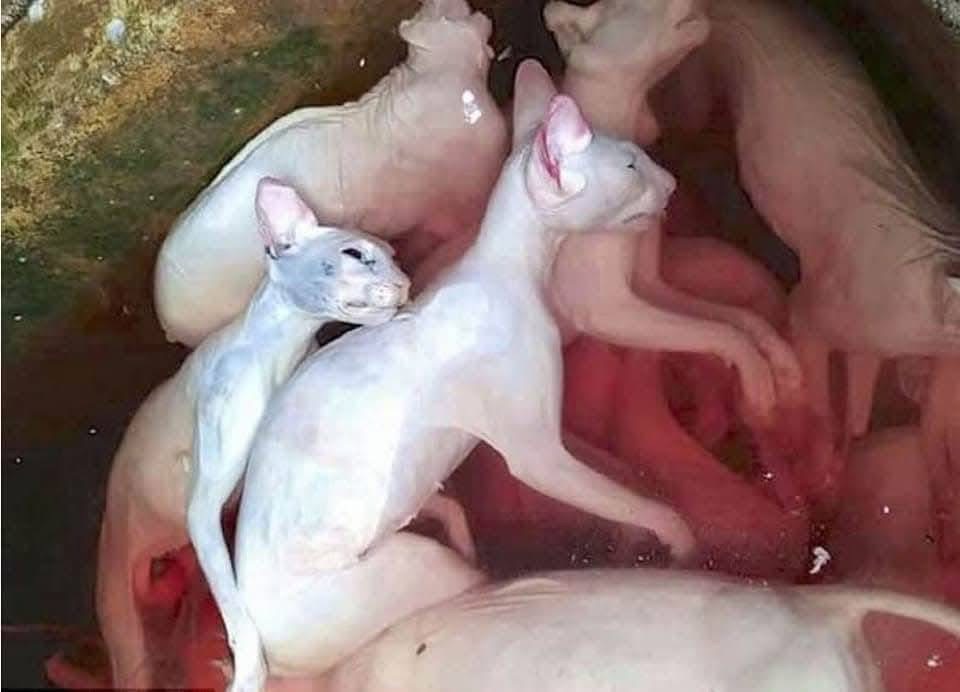 Animal Malaysia：接获情报指雪州疑现猫肉地下交易 促政府彻查并制定禁食猫狗法令